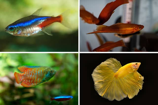 Three species of tropical fish perfect for beginners.