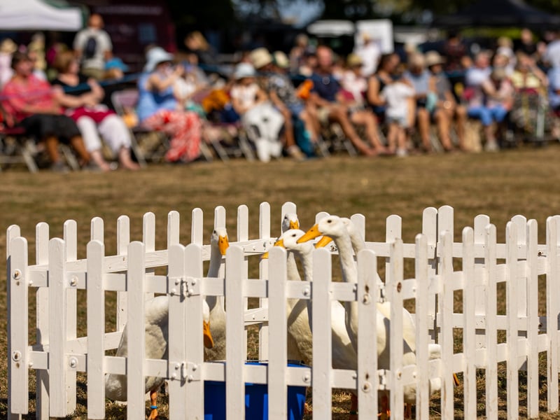 Emsworth Show 

Pictured: Visitors was able to see some ducks during the performance  

Picture: Marcin Jedrysiak
