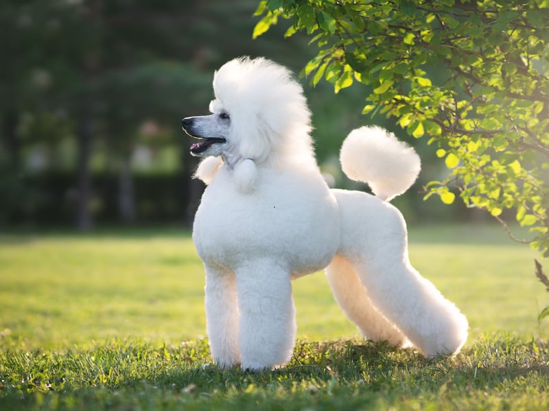 Don't let their curly hair, high-fashion looks and cute demeanor fool you - Poodles have a razor-sharp brain second only to the Border Collie. Whatever size you choose - Standard, Miniature and Toy - these furballs are hugely smart, making great service and therapy dogs. Very much more thsn just a pretty face.