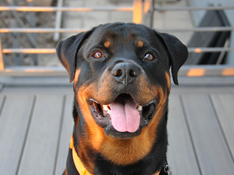 A mixture of obedience and keen instinct makes the Rottweiler the ninth most intelligent dog breed. They are also very adaptive and make great guard dogs - as well as gentle and respectful family pets.