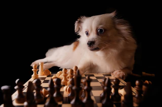 He isn't that smart - he's only ever won a couple of games!
