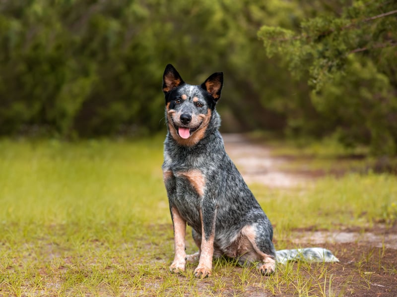 Still used today to herd animals on Outback ranches, the Australian Cattle Dog may not be a common site in Britain's parks but it has brains to spare. They respond particularly well to structured training, while also have an incredible ability to learn for themselves. They'll be running rings around you in no time.