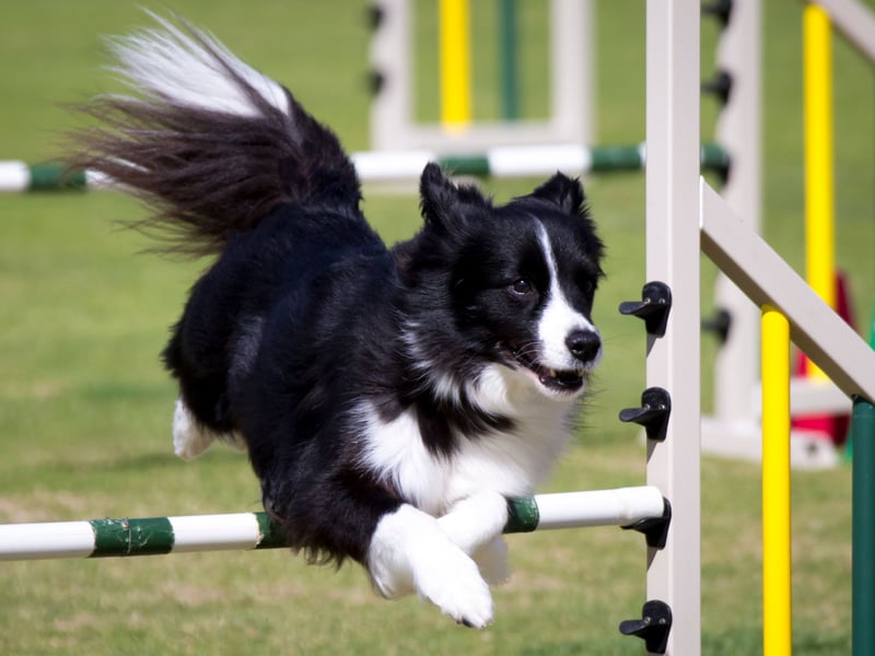 Of the canine masterminds, the Border Collie is the undisputed top dog when it comes to intelligence. Commonly utilised to herd sheep, that's just the tip of the iceberg when it comes to their sky-high doggy IQ. They can learn a huge number of words and commands, and can turn their paws to an impressive range of jobs and tasks. Brainy boys and girls - although they need lots of exercise.