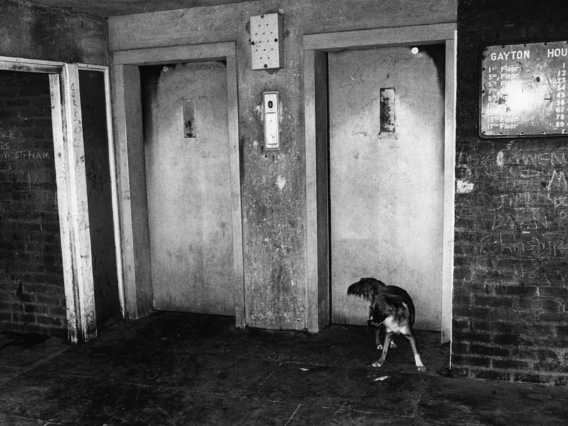 It was common for dog owners to let their pets roam freely during the 70s. This practice gradually became less common due to a combination of factors, including increased traffic, public safety concerns, and new legislation, including the Control of Dogs Order 1992 and the Dangerous Dogs Act 1991,