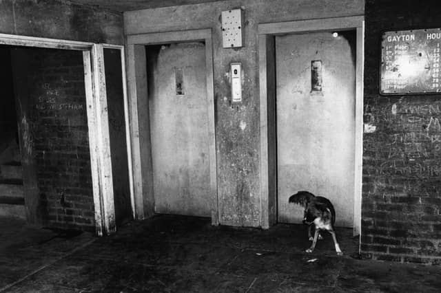 It was common for dog owners to let their pets roam freely during the 70s. This practice gradually became less common due to a combination of factors, including increased traffic, public safety concerns, and new legislation, including the Control of Dogs Order 1992 and the Dangerous Dogs Act 1991,
