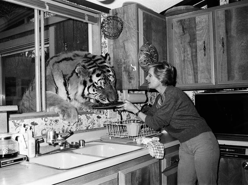 It wasn't that unusual for people to keep lions, tigers, monkeys and other wild animals as pets during the early 70s. The famous department store Harrods even used to have its own pet shop, Pet Kingdom, which sold exotic creatures including alligators and elephants. The Dangerous Wild Animal Act 1976 required private owners of animals deemed dangerous to obtain an annual licence from their local authority. While this did not stop people from keeping dangerous animals, it made the practice less common.