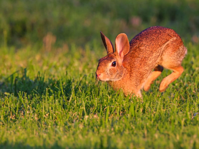 You may not know what binkying is, but most rabbit owners will have seen it. It's when a rabbit leaps into the air, twisting their body and stretching legs. It's essentially an expression of joy, silimar to a dog wagging its tail. If they do it around you, it means that they are supremely comfortable and happy in your company.