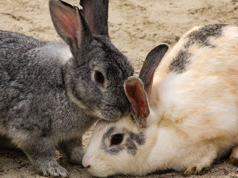 If your rabbit seems to be there every time you turn around - even in the toilet if you don't shut the door - then it's a sign that your bunny just can't bear to be away from you for a second. It's true love.