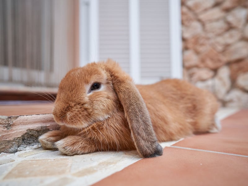 It can be a tough life for a rabbit out there - with numerous predators keen to turn them into lunch. If your rabbit flops down, stretched out and relaxed, it means that if feels totally safe with you, fully expecting its beloved owner to take care of it. No need to be alert when you're around!