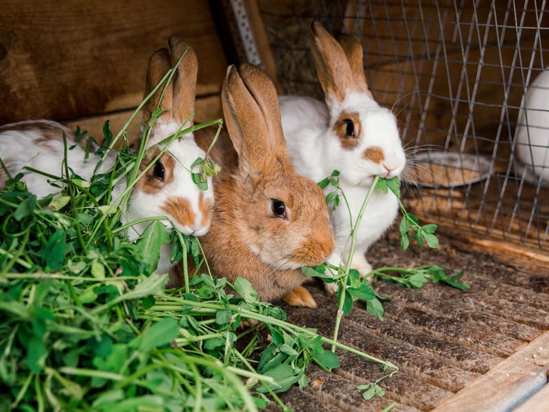 Much like cats, rabbits are capable of purring - a noise they make when they are with the one they love (particularly if the one they love is giving them a delightful ear scratch).