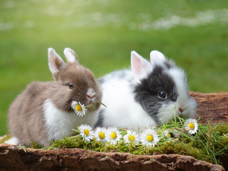 In humans tooth grinding can be a sign of stress, but with rabbits it's a sign of affection. Also called 'tooth purring' the rabbit will usually close their eyes while doing it. There's no health impact on their teeth - as rabbit's teeth continually grow throughout their lives. There's no such thing as a bunny dentist!