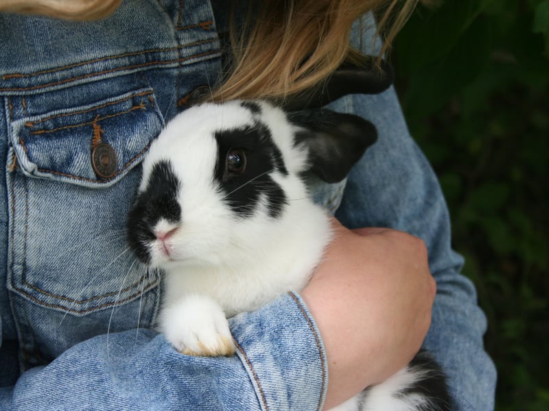 Rabbits are sociable creatures who love spending time grooming friends, siblings, children and parents - making sure there are no pesky parasites in their fur. If they are nuzzling you then they see you as part of their extened family - just a big less-hairy bunny!