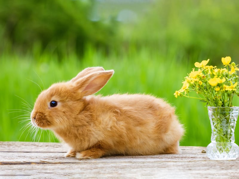 Ever wondered why your rabbit sometimes seems to rub its chin on you like it has an itch? Bunnies have scent glands under their chins and they are marking you with their unique smell, making you out as their property to any other animals looking for an owner.