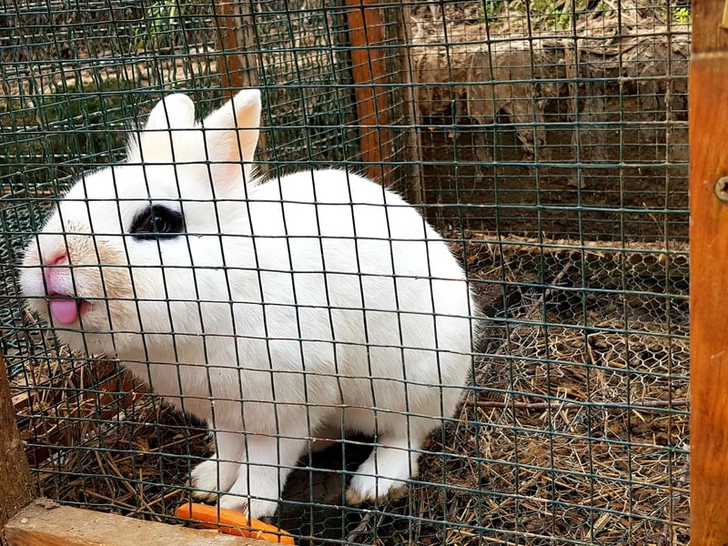 Much like dogs, rabbits lick those they love to give them a wash and make them feel comfortable. Reciprocate with a quick tickle, scratch or stroke.