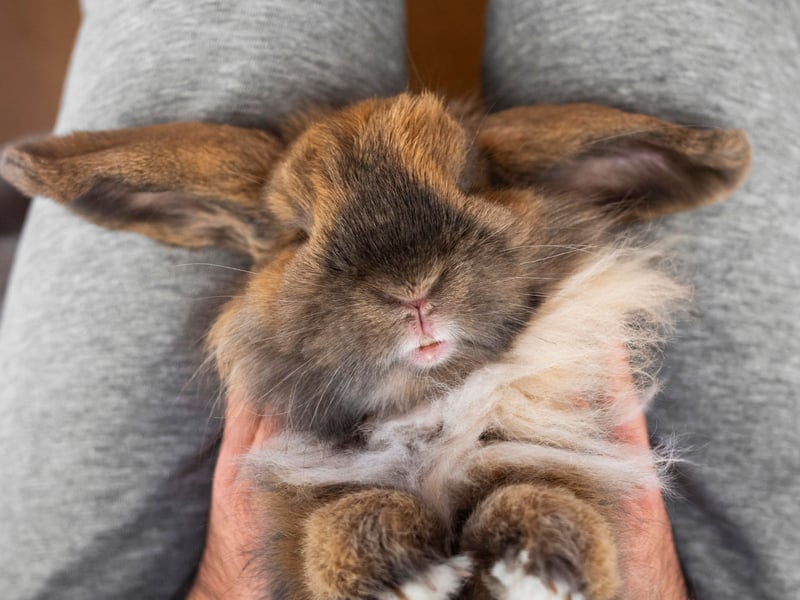 Not all rabbits want to curl up in their owner's laps - some will demonstrate their love by leaning or rubbing up against part of their owner's bodies.