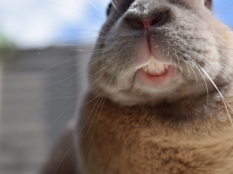If your rabbit is giving you the occasional nip - it's probaby less a sign of aggression than a love bite. Think of it as being advanced grooming - as long as it doesn't happen too often or is too painful.