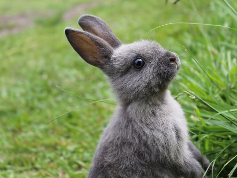 If your rabbit hops up to you and lifts its head then it's an invitation to give them a pat - they don't do that to just anybody you know!