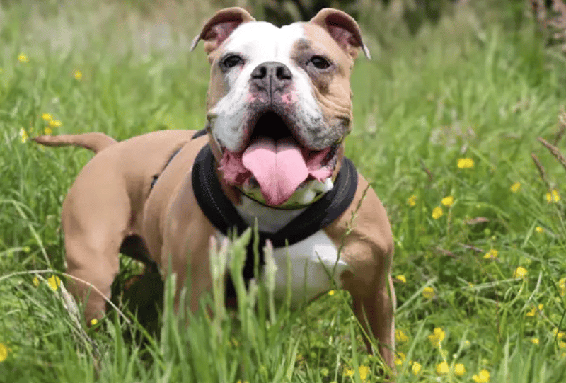 Nala is an enthusiastic girl looking for adopters who can channel her energy in positive ways. She is excitable so would benefit from learning to greet people calmly and it will be best for any children in the home to be older teens. Nala is housetrained and has potential to spend time home alone for a few hours. 