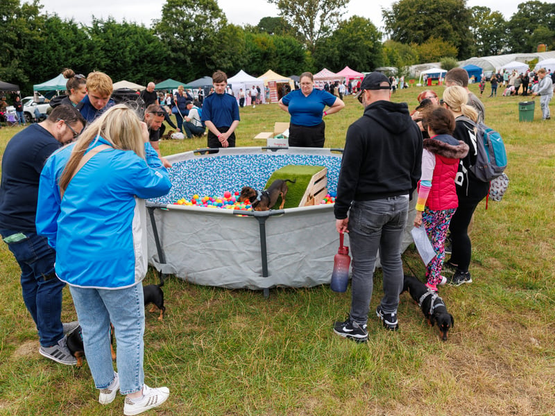 Adorable dogs and proud owners flocked to a popular Dachshund festival in Hampshire.