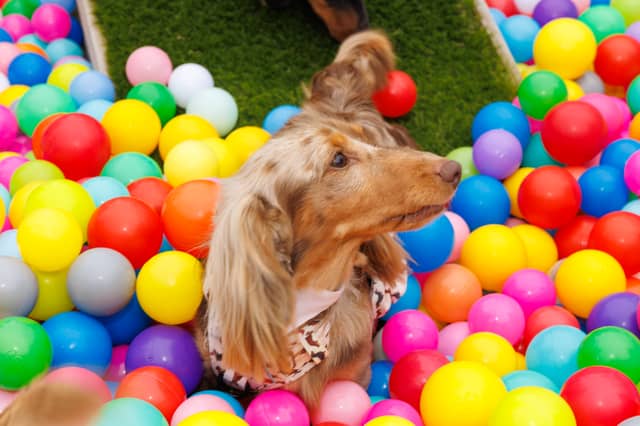 Adorable dogs and proud owners flocked to a popular Dachshund festival in Hampshire.