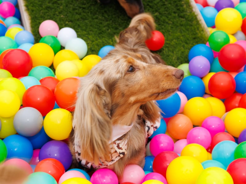 Adorable dogs and proud owners flocked to a popular Dachshund festival in Hampshire.