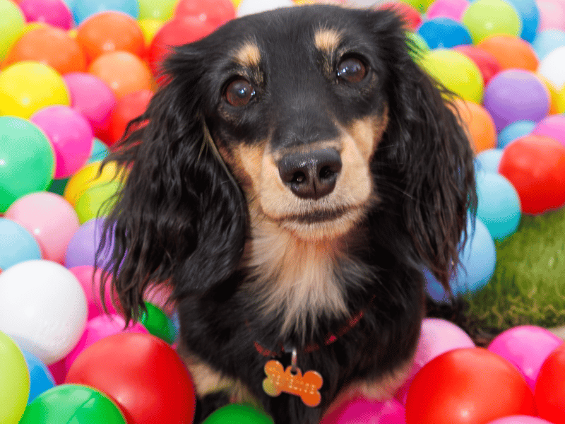 Adorable dogs and proud owners flocked to a popular Dachshund festival in Hampshire.
