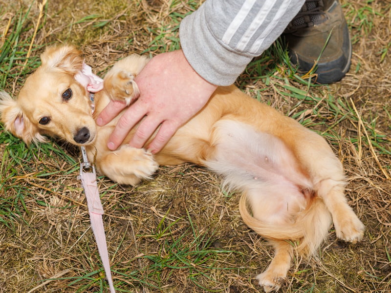 Adorable dogs and proud owners flocked to a popular Dachshund festival in Hampshire.