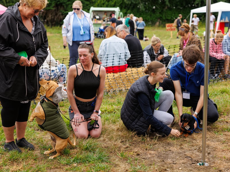 Adorable dogs and proud owners flocked to a popular Dachshund festival in Hampshire.