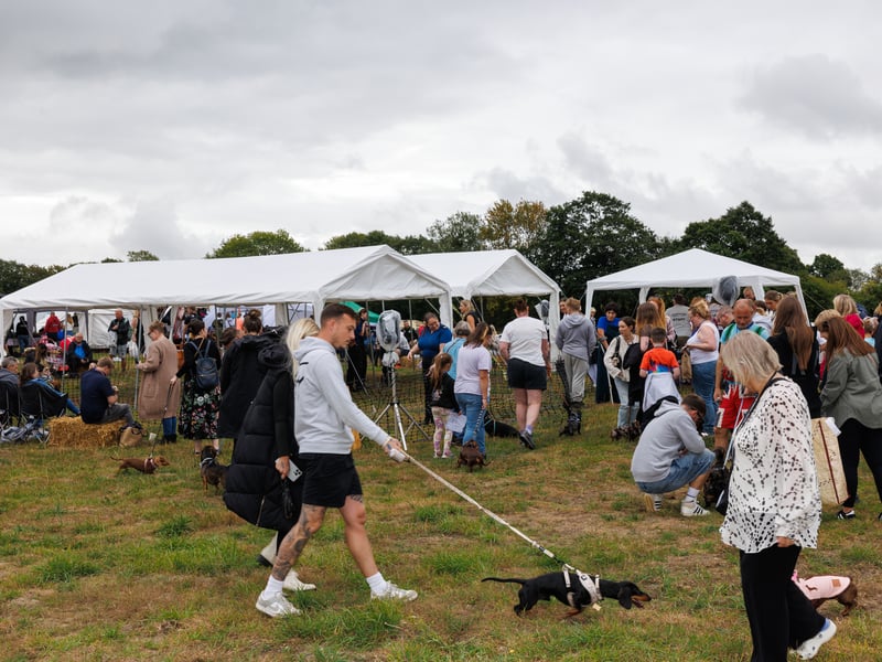 Adorable dogs and proud owners flocked to a popular Dachshund festival in Hampshire.