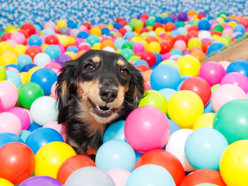 Adorable dogs and proud owners flocked to a popular Dachshund festival in Hampshire.