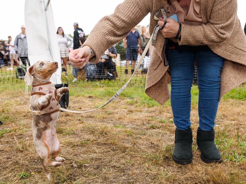 Adorable dogs and proud owners flocked to a popular Dachshund festival in Hampshire.