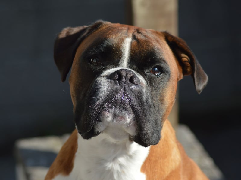 Instinctively protective towards their owners, the Boxer just adores human affection, making for an instantly adorable pet. They are also great with children and need very little grooming - ideal for those of us who would like a dog but are anxious about looking after their coat and spending a fortune on groomers.