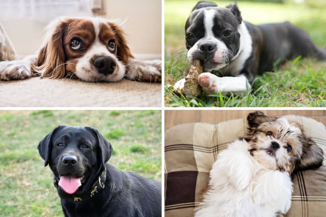Some of the best breeds of dog for first time owners.