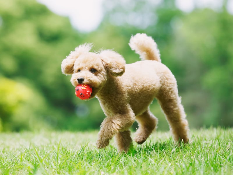 Poodles are incredibly intelligent dogs (second only the the Border Collie according to academic research) and have hypoallergenic coats - explaining their huge popularity around the world. If you are looking for a first dog but are worried about allergies then they are your top pick. They even come in three sizes - Standard, Miniature and Toy - so there's guaranteed to be one to suit your lifestyle and home.