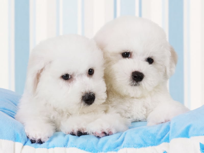 A great choice for those living in a city flat or apartment who are looking for a first dog, the Bichon Frise is a cloud-like bundle of fun that is hugely affectionate. They only need moderate exercise so a local park will do them fine most of the time - no need for a private garden. The only challenge is that, unless you're handy with a pair of clippers, they will need regular trips to the groomer to keep their coats immaculate - so factor that cost into your doggy budget.