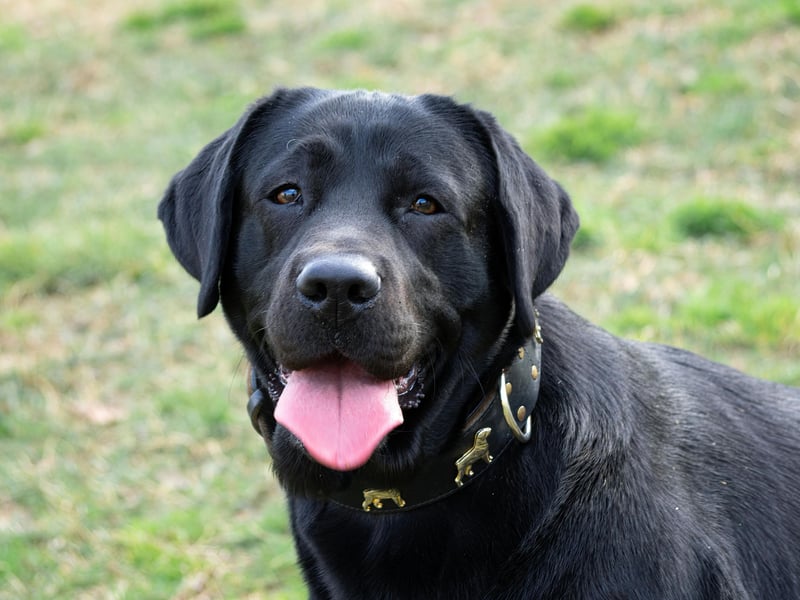 The most popular dog in the Britain - and probably the world - is also a pretty good choice for a first time owner. There are no shortage of reasons why people just love Labrador Retrievers, who have the perfect combination of brains, beauty and friendliness for sa first time owner. It should be noted though that they need regular exercise and sometimes find it hard to be left alone formore than a couple of hours.