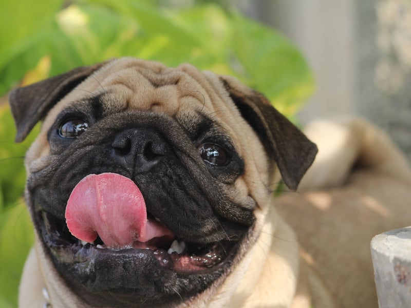 Pugs are a bundle of laughs - being charming, affectionate, and comical. Their small size and moderate exercise needs make them ideal for city flats and they thrive on human interaction. Requiring little in the way of maintenance to keep healthy and happy, they are great companions for first-time owners - particularly suiting the more elderly dog fan.
