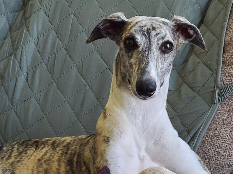 Whippets are an unusual mix - being a dog that loves to run but who also adored to nap much of the day away. They have a natural attachment to people and are very friendly, particularly with children and visitors to their home. Essentially, if they get one run a day they are low-maintenance and affectinate pups that present first-timers with little in the way of challenges.