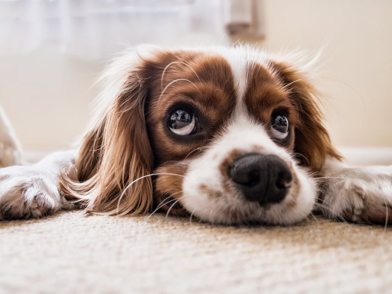 Small, affectionate, and adaptable, Cavaliers are easygoing lap dogs ideal for those inexperience in the ways of pups. They’re great with kids, enjoy cuddling, and don’t require intense exercise, making them perfect for flat dwellers, as well as first-time owners.