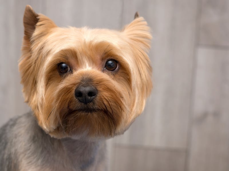 Those looking for a classic lapdog that will spend the majority of their time curled up as close to you/on top of them as possible should consider the Yorkshire Terrier. Make sure to be on top of your training though - unless you want your dog to be vocal and bother the neighbours. They'll also need regular visits to the groomer, which will cost a bob or two.