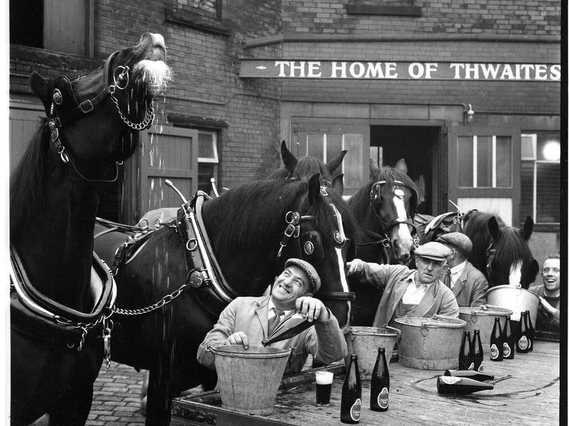Thwaites Brewery in Blackburn. Shire horses enjoying a drink at the brewery in 1964. FromTalbot Archives collection