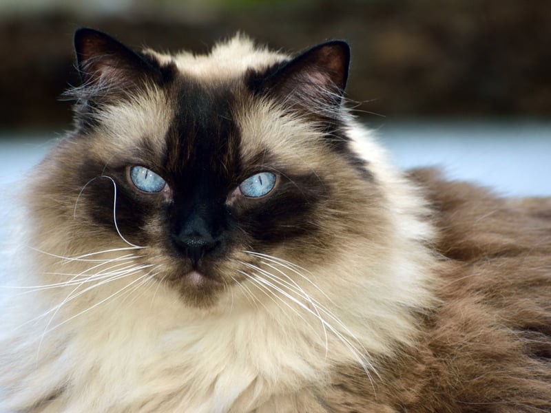Famously gentle and loving, the Ragdoll is a wonderful entry-level pet. They enjoy being handled and adapt easily to different homes. Their long fur requires brushing, but their calm personalities make them one of the best beginner cats.