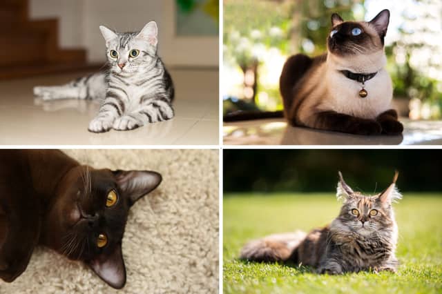 Four great choices for first-time cat owners.