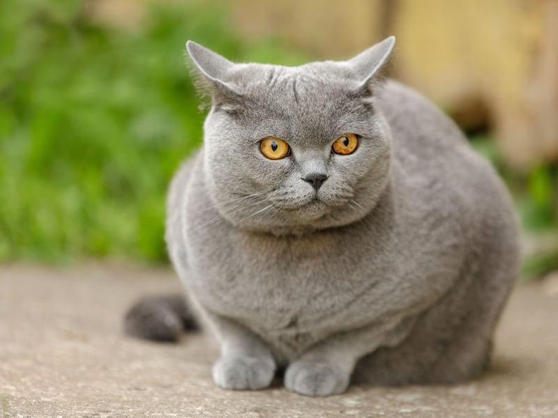 British Shorthairs are the pedigree version of the traditional British domestic cat - and the most popular cat in the UK. Calm and affectionate but not overly needy, these cats are idealfor beginners wanting a low-energy cat. Their plush coats are simple to manage, and they fit easily into your family life. They are very nearly as easy to look adter as their similarly-names American cousins.
