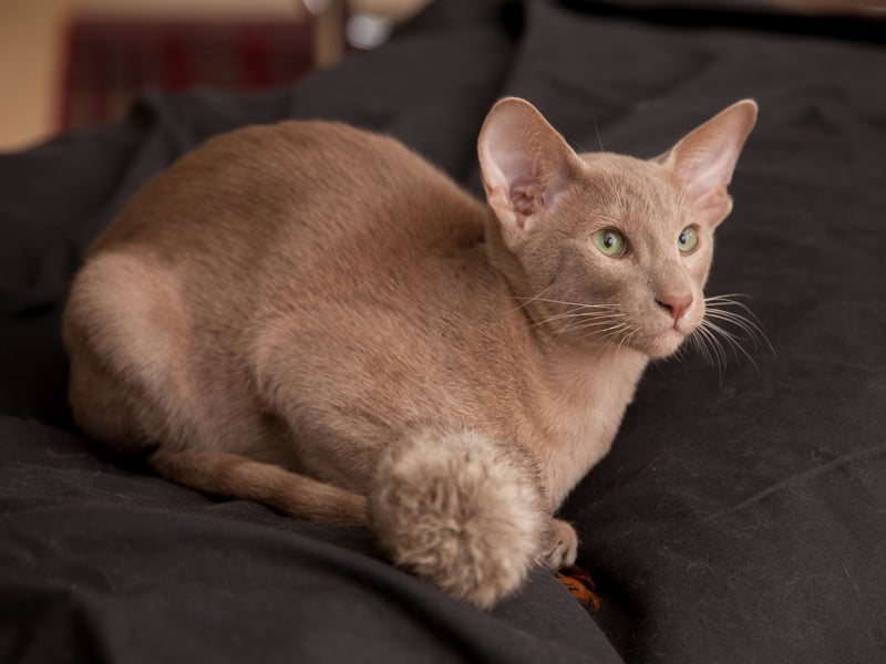 Oriental Shorthair are energetic, affectionate, and vocal creatures who thrive on attention from their owners and have low-maintenance coats. If you want a cat that's going to be highly interactive and fun they make great first pets.
