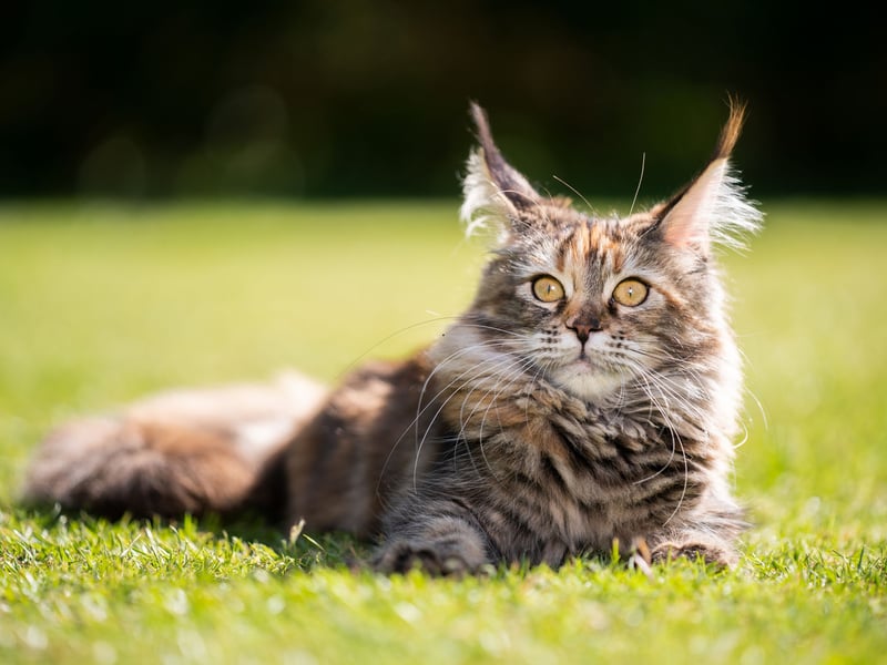 If you're looking to 'go large' for your first cat then the Maine Coon could be the feline for you. Gentle, playful, and affectionate - they easily make friends with both children and other pets, making them beginner-friendly. Their grooming needs are moderate, but their personalities make it worthwhile.