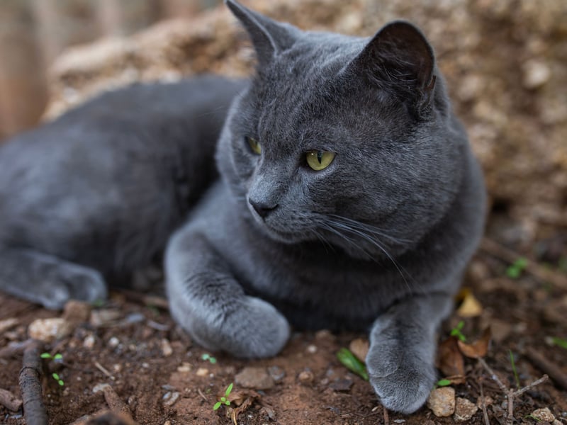 Thought to have arrived in the UK from their native Russia in the mid-19th century as pets of sailors, Russian Blues are a quiet but loyal breed that can be shy of strangers. Other than that they'll quickly be firm, low maintenance friends with their beloved new owner.
