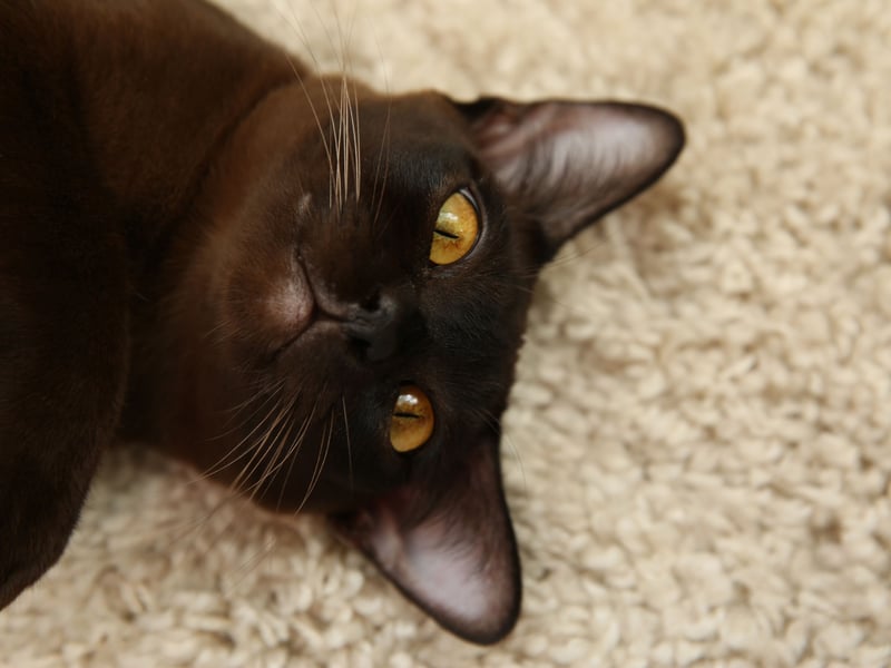 Burmese cats are people-oriented and loving - known for creating deep and unbreakable bonds with their owners. These kitties love companionship and interaction, so are a great per for beginners who are looking for a playful and loyal cat.