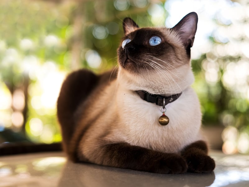 Siamese cats are affectionate and intelligent but very vocal and people-focused. They’re excellent for beginners who want a talkative, engaging companion, though their need for attention may overwhelm very busy owners.