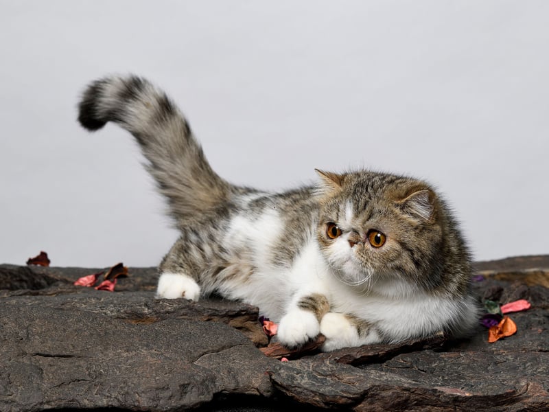 The Exotic Shorthair cat makes it a clean swoop for Shorthairs on the podium for best cats for newbie owners. With a Persian-like personality but a short, easy-to-care-for coat, Exotic Shorthairs are affectionate, sweet, and relaxed. They’re a wonderful match for new cat owners who want a cuddly companion without grooming challenges.